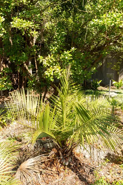 Zürih, İsviçre, 8 Nisan 2025 Jubaea Chilensis veya botanik bahçesindeki Şili kakaosu