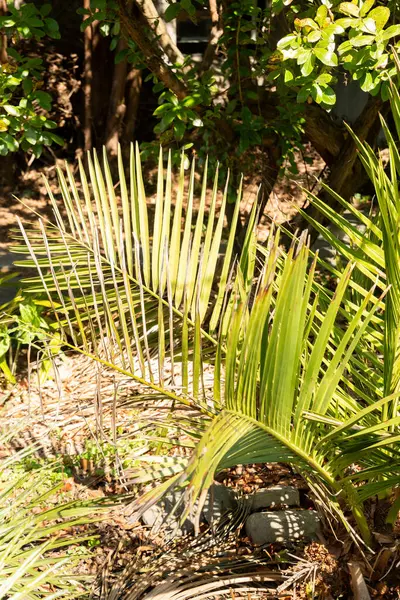 Zürih, İsviçre, 8 Nisan 2025 Jubaea Chilensis veya botanik bahçesindeki Şili kakaosu