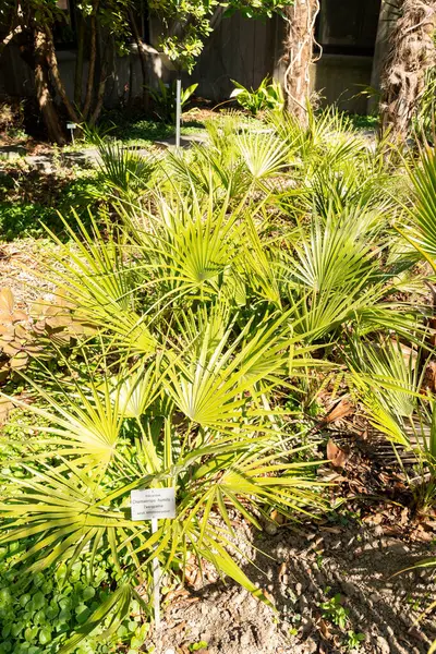 Zürih, İsviçre, 8 Nisan 2025 Chamaerops Humilis veya botanik bahçesindeki Avrupa fan palmiyesi