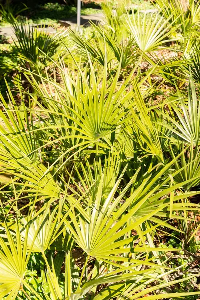 Zürih, İsviçre, 8 Nisan 2025 Chamaerops Humilis veya botanik bahçesindeki Avrupa fan palmiyesi