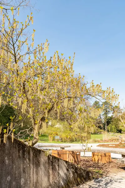 Zürih, İsviçre, 8 Nisan 2025 Stachyurus Praecox bitkisi botanik bahçesinde.