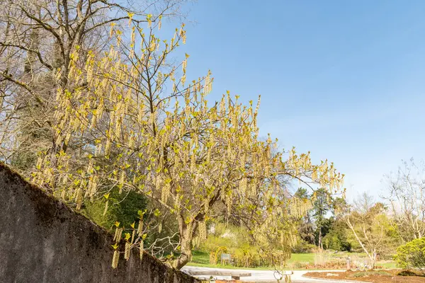 Zürih, İsviçre, 8 Nisan 2025 Stachyurus Praecox bitkisi botanik bahçesinde.