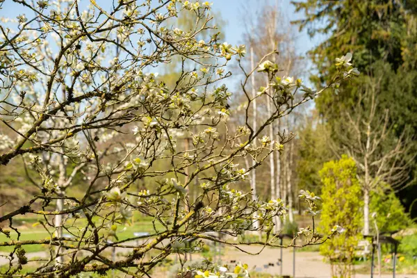 Zürih, İsviçre, 8 Nisan 2025 Parrotiopsis Jaquemontiana bitkisi botanik bahçesinde