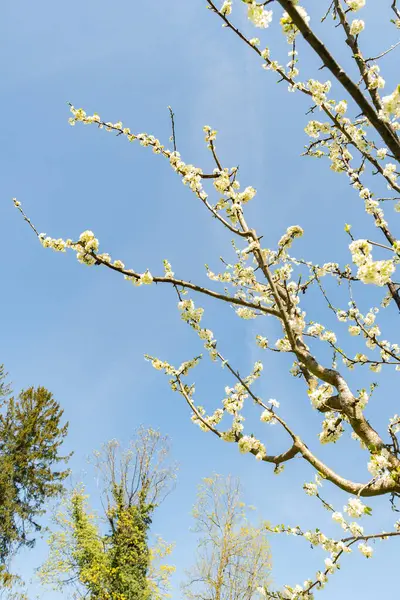Zürih, İsviçre, 8 Nisan 2025 Botanik Bahçesindeki Prunus Domestica fabrikası