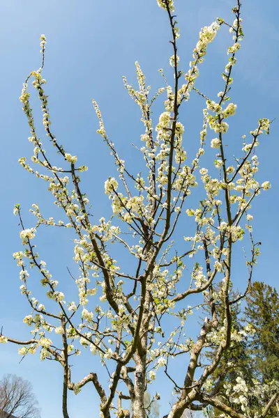 Zürih, İsviçre, 8 Nisan 2025 Botanik Bahçesindeki Prunus Domestica fabrikası