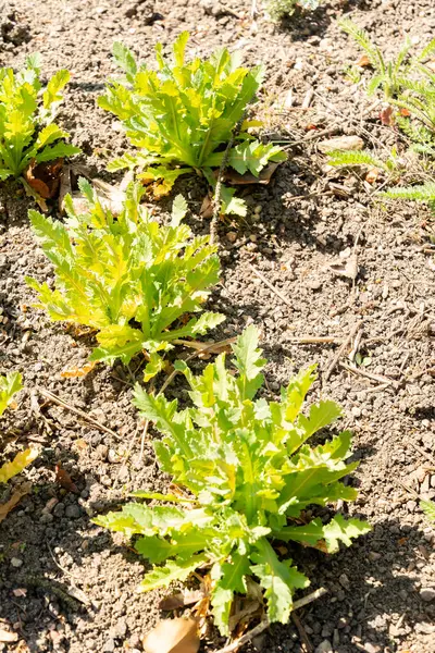 Zürih, İsviçre, 8 Nisan 2025 Papaver Somniferum veya botanik bahçesindeki afyon haşhaş bitkisi