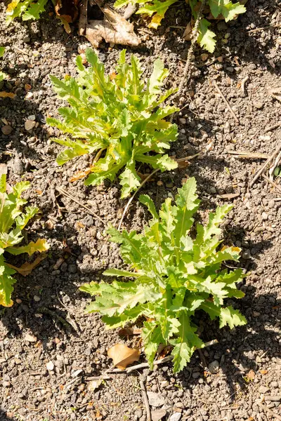 Zürih, İsviçre, 8 Nisan 2025 Papaver Somniferum veya botanik bahçesindeki afyon haşhaş bitkisi