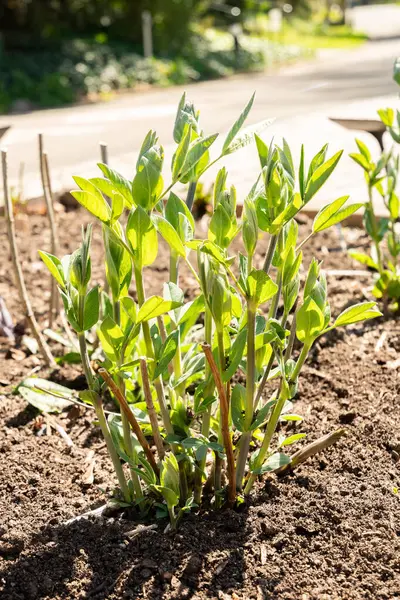 Zürih, İsviçre, 8 Nisan 2025 Baptisia Tinctoria veya botanik bahçesindeki sarı sahte çivit bitkisi
