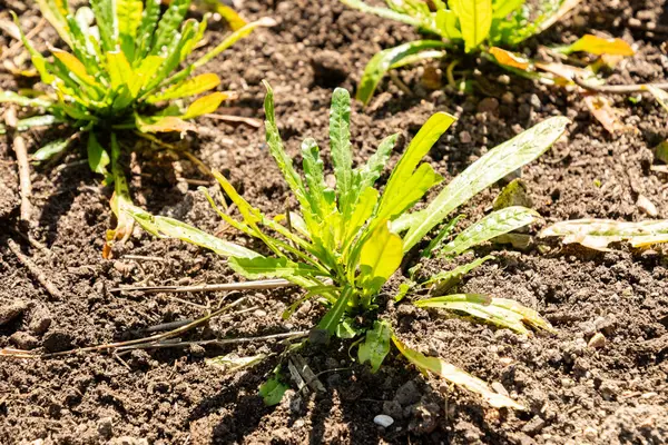 Zürih, İsviçre, 8 Nisan 2025 Reseda Luteola veya botanik bahçesindeki boyacılar roket fabrikası