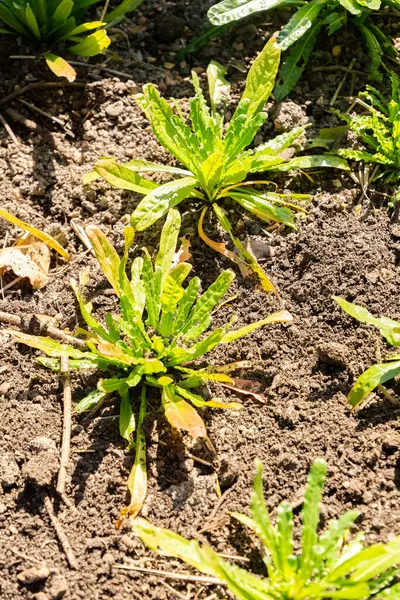 Zürih, İsviçre, 8 Nisan 2025 Reseda Luteola veya botanik bahçesindeki boyacılar roket fabrikası