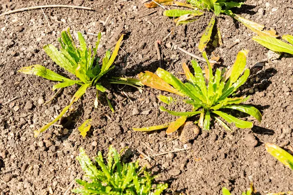 Zürih, İsviçre, 8 Nisan 2025 Reseda Luteola veya botanik bahçesindeki boyacılar roket fabrikası