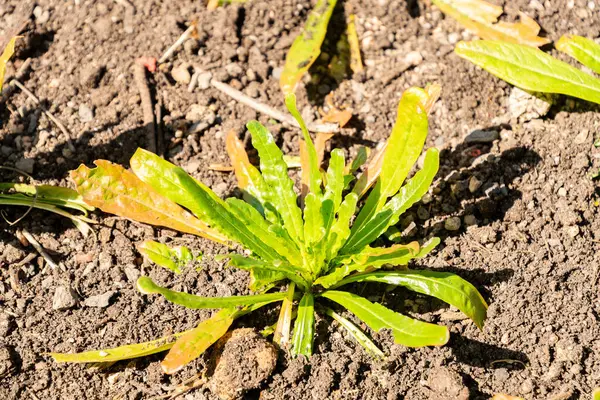 Zürih, İsviçre, 8 Nisan 2025 Reseda Luteola veya botanik bahçesindeki boyacılar roket fabrikası