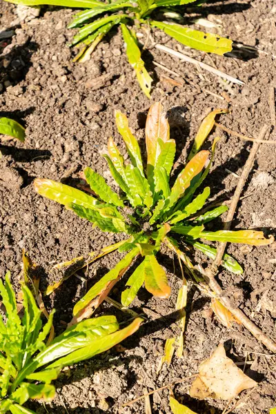 Zürih, İsviçre, 8 Nisan 2025 Reseda Luteola veya botanik bahçesindeki boyacılar roket fabrikası