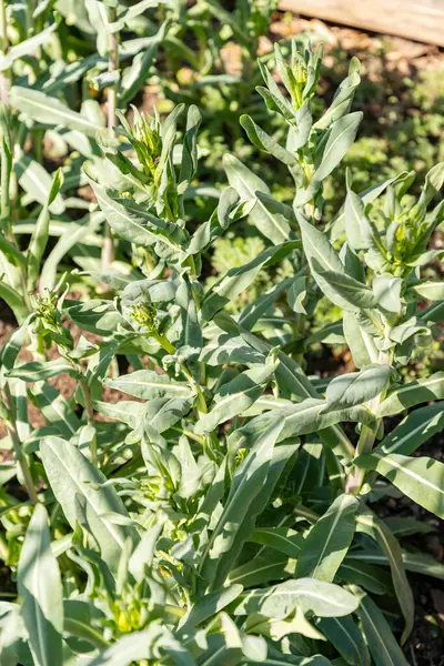 Zürih, İsviçre, 8 Nisan 2025 Isatis Tinctoria veya botanik bahçesindeki yün bitkisi