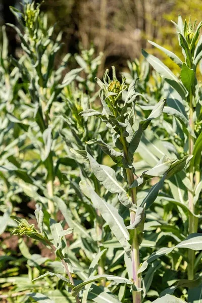 Zürih, İsviçre, 8 Nisan 2025 Isatis Tinctoria veya botanik bahçesindeki yün bitkisi