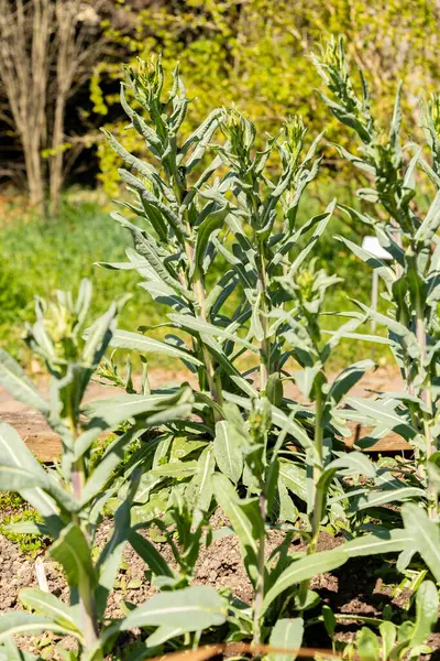 Zürih, İsviçre, 8 Nisan 2025 Isatis Tinctoria veya botanik bahçesindeki yün bitkisi