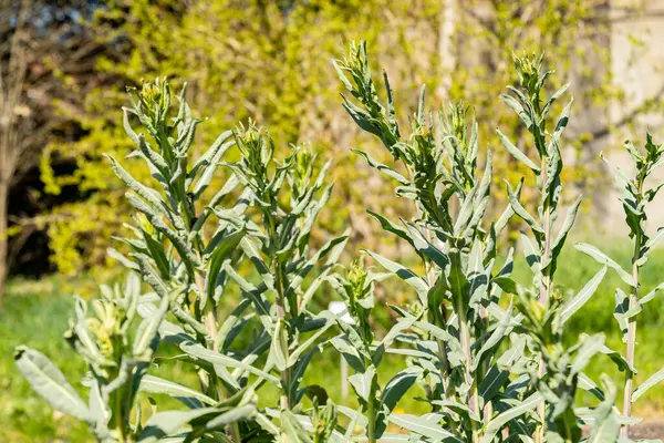 Zürih, İsviçre, 8 Nisan 2025 Isatis Tinctoria veya botanik bahçesindeki yün bitkisi