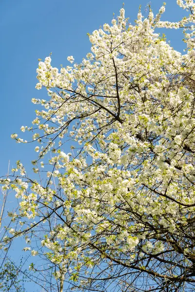 Zürih, İsviçre, 8 Nisan 2025 Prunus Avium veya botanik bahçesindeki yabani kiraz bitkisi