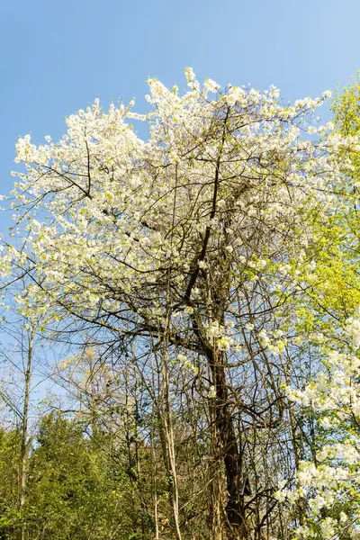 Zürih, İsviçre, 8 Nisan 2025 Prunus Avium veya botanik bahçesindeki yabani kiraz bitkisi