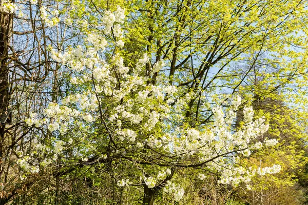 Zürih, İsviçre, 8 Nisan 2025 Prunus Avium veya botanik bahçesindeki yabani kiraz bitkisi