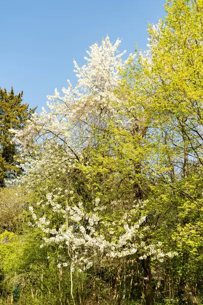 Zürih, İsviçre, 8 Nisan 2025 Prunus Avium veya botanik bahçesindeki yabani kiraz bitkisi