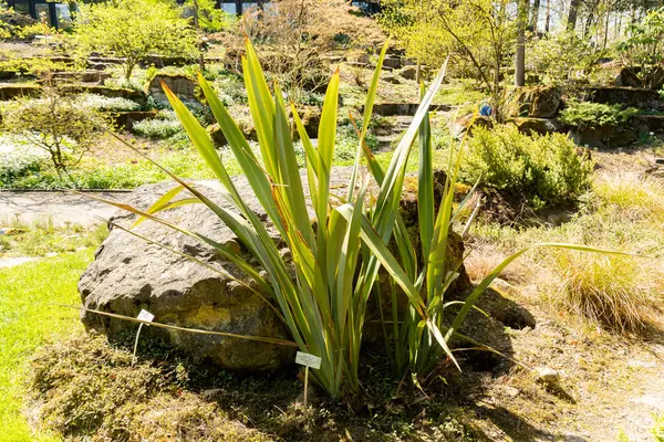 Zürih, İsviçre, 8 Nisan 2025 Phormium Tenax veya botanik bahçesindeki Yeni Zelanda keten bitkisi