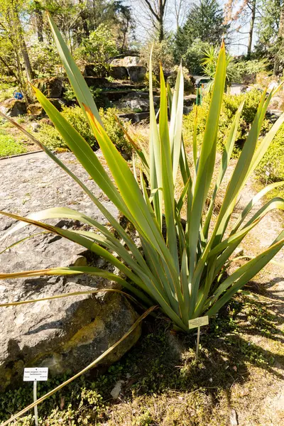 Zürih, İsviçre, 8 Nisan 2025 Phormium Tenax veya botanik bahçesindeki Yeni Zelanda keten bitkisi