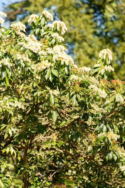 Zürih, İsviçre, 8 Nisan 2025 Pieris Japonica veya botanik bahçesindeki Japon andromeda fabrikası