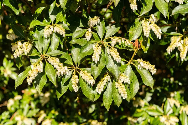 Zürih, İsviçre, 8 Nisan 2025 Pieris Japonica veya botanik bahçesindeki Japon andromeda fabrikası