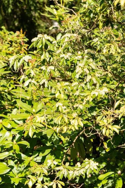 Zürih, İsviçre, 8 Nisan 2025 Pieris Japonica veya botanik bahçesindeki Japon andromeda fabrikası