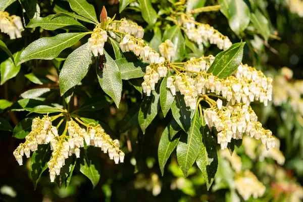 Zürih, İsviçre, 8 Nisan 2025 Pieris Japonica veya botanik bahçesindeki Japon andromeda fabrikası