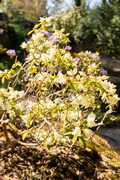 Zürih, İsviçre, 8 Nisan 2025 Botanik Bahçesindeki Rododendron Keiskei fabrikası