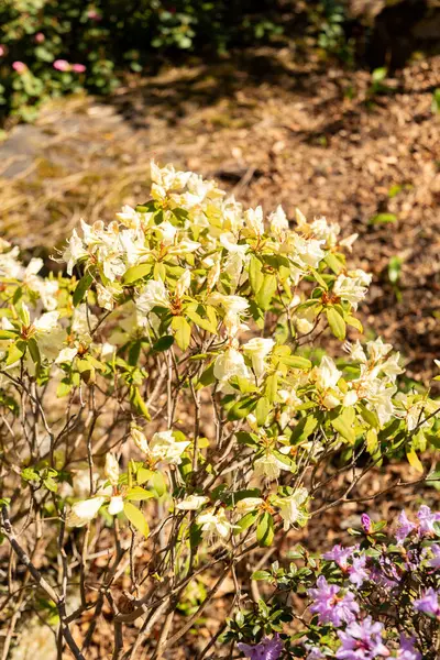 Zürih, İsviçre, 8 Nisan 2025 Botanik Bahçesindeki Rododendron Keiskei fabrikası