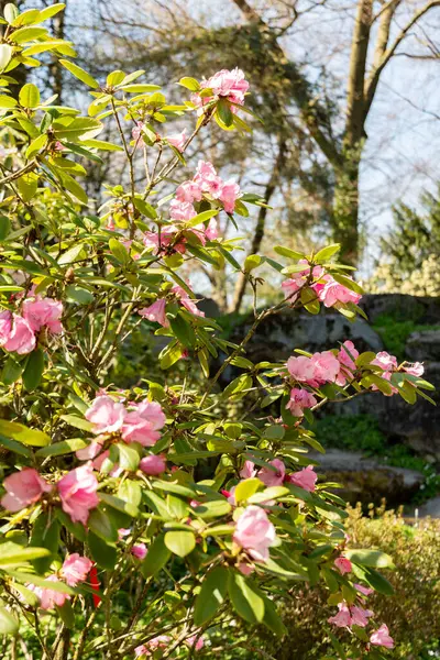 Zürih, İsviçre, 8 Nisan 2025 Rhododendron Hirtipes bitkisi botanik bahçesinde.