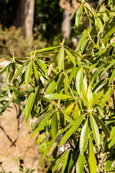 Zürih, İsviçre, 8 Nisan 2025 Botanik Bahçesindeki Hunnewellianum fabrikası