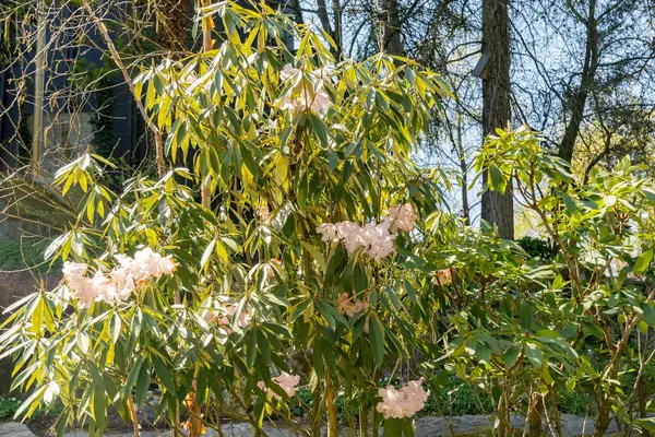 Zürih, İsviçre, 8 Nisan 2025 Botanik Bahçesindeki Hunnewellianum fabrikası