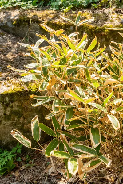 Zürih, İsviçre, 8 Nisan 2025 Sasa Veitchii bitkisi botanik bahçesinde