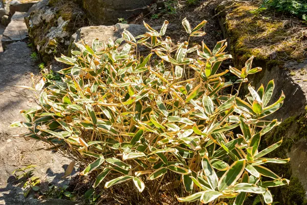 Zürih, İsviçre, 8 Nisan 2025 Sasa Veitchii bitkisi botanik bahçesinde