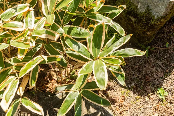 Zürih, İsviçre, 8 Nisan 2025 Sasa Veitchii bitkisi botanik bahçesinde