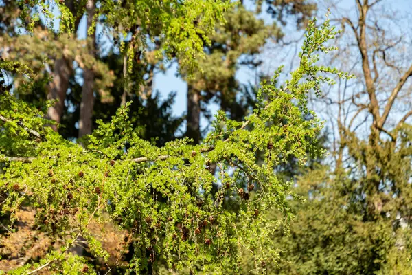 Zürih, İsviçre, 8 Nisan 2025 Larix X Eurolepis bitkisi botanik bahçesinde.