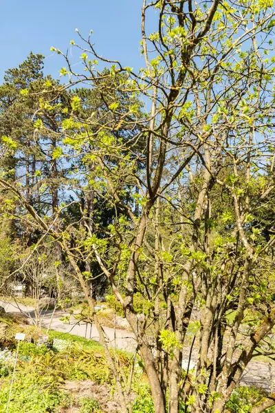 Zürih, İsviçre, 8 Nisan 2025 Staphylea Pinnata veya botanik bahçesindeki Avrupa mesanesi