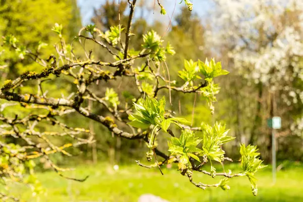 Zürih, İsviçre, 8 Nisan 2025 Staphylea Pinnata veya botanik bahçesindeki Avrupa mesanesi