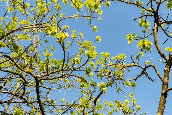 Zürih, İsviçre, 8 Nisan 2025 Staphylea Pinnata veya botanik bahçesindeki Avrupa mesanesi