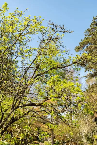 Zürih, İsviçre, 8 Nisan 2025 Staphylea Pinnata veya botanik bahçesindeki Avrupa mesanesi