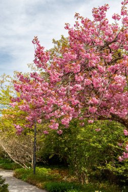 Saint Gallen, İsviçre, 19 Nisan 2025 Prunus Serrulata Kanzan veya botanik bahçesindeki Japon kiraz bitkisi