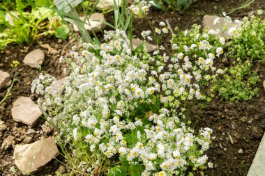 Saint Gallen, İsviçre, 19 Nisan 2025 Botanik Bahçesindeki Primula Nutaniflora fabrikası
