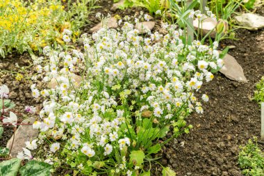 Saint Gallen, İsviçre, 19 Nisan 2025 Botanik Bahçesindeki Primula Nutaniflora fabrikası