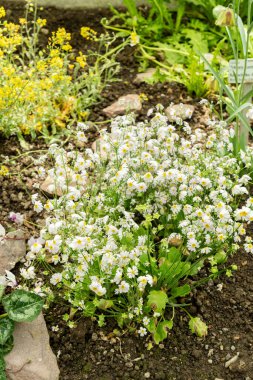 Saint Gallen, İsviçre, 19 Nisan 2025 Botanik Bahçesindeki Primula Nutaniflora fabrikası