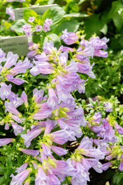 Saint Gallen, İsviçre, 19 Nisan 2025 Botanik Bahçesindeki Penstemon Cardwellii fabrikası