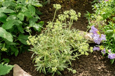 Saint Gallen, İsviçre, 19 Nisan 2025 Eriogonum Heracleoides veya botanik bahçesindeki karabuğday bitkisi